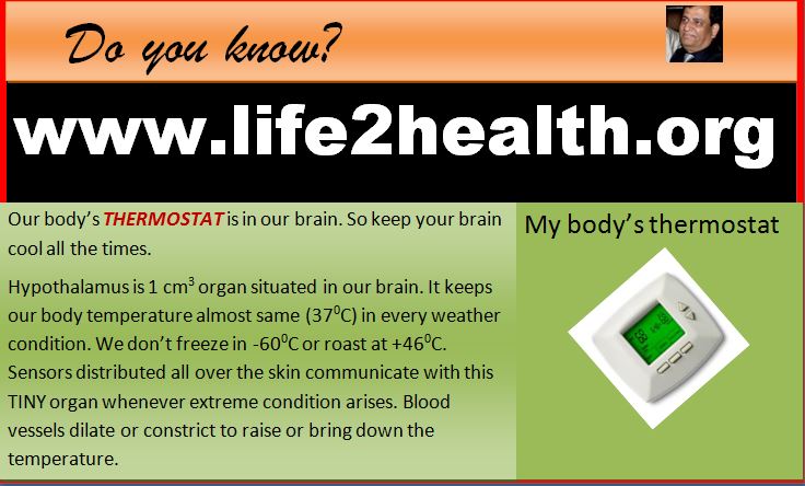 Hypothalamus is our body’s&nbsp;thermostat.